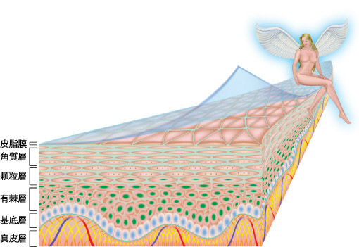 Nanosome Trans System