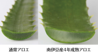 通常アロエと南伊豆産4年成熟アロエ