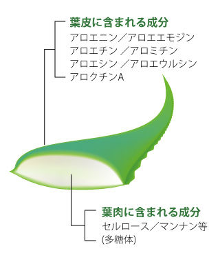 葉皮に含まれる成分と葉肉に含まれる成分
